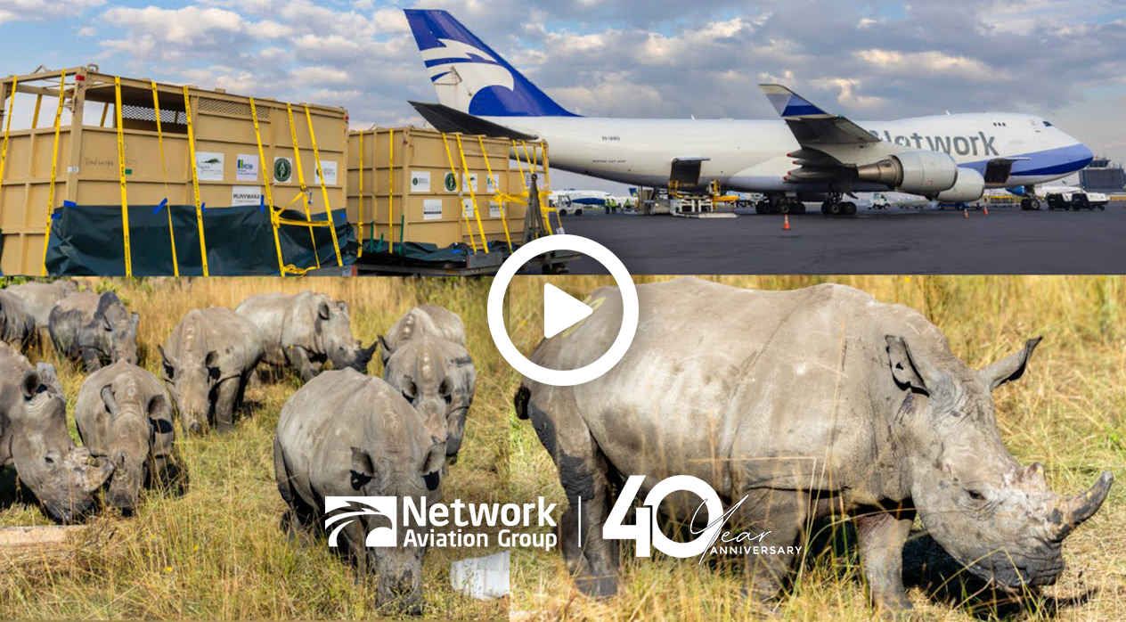 Network Airline Management Translocate 70 White Rhinos to Rwanda - Network Aviation Group